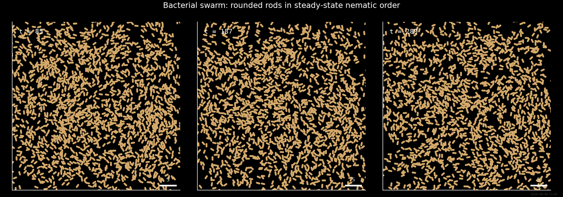 Bacterial swarm: rounded rods in steady-state nematic order