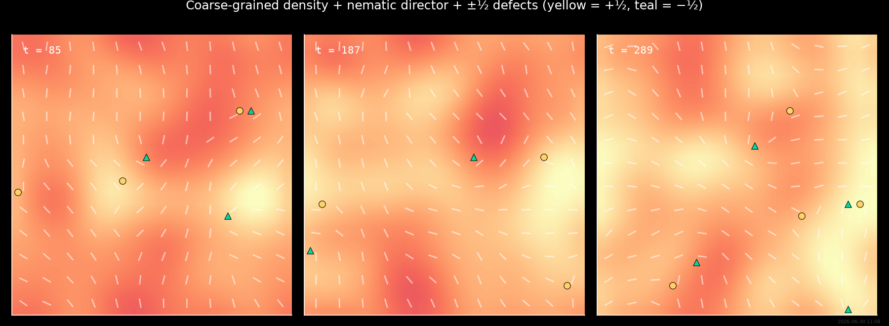 Coarse-grained density + nematic director + ±½ defects (yellow = +½, teal = −½)