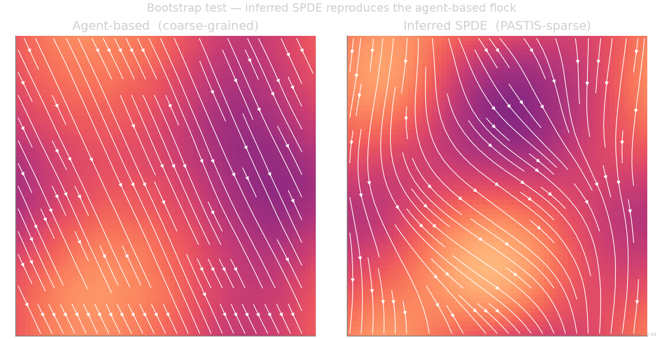Bootstrap test — inferred SPDE reproduces the agent-based flock, Agent-based  (coarse-grained), Inferred SPDE  (PASTIS-sparse)